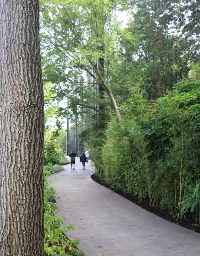 Tree lined path at the zoo
