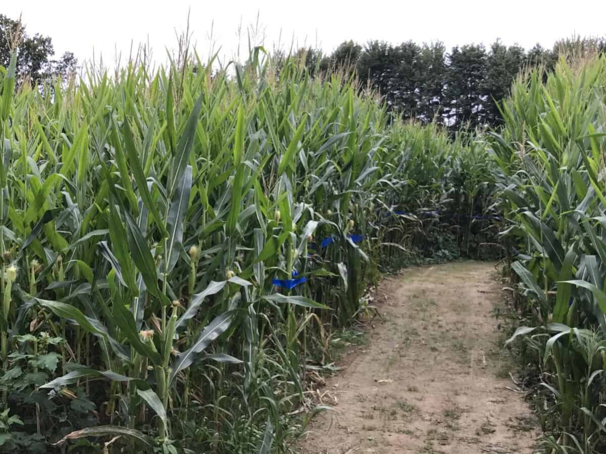 Best Corn Mazes Near Cincinnati – Get Lost In One This Fall! {2023}