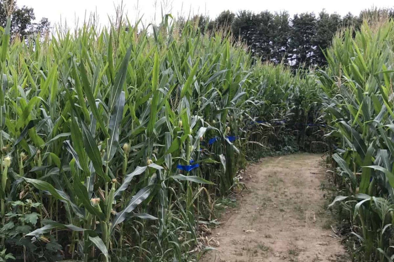 Best Corn Mazes Near Cincinnati – Get Lost In One This Fall! {2024}