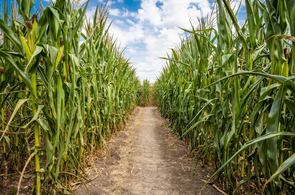 cool corn maze