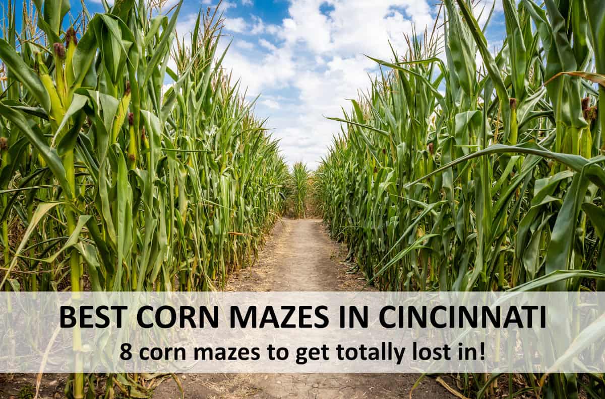 a corn maze with dirt path and sunny sky as part of our list of fall things to do in Cincinnati