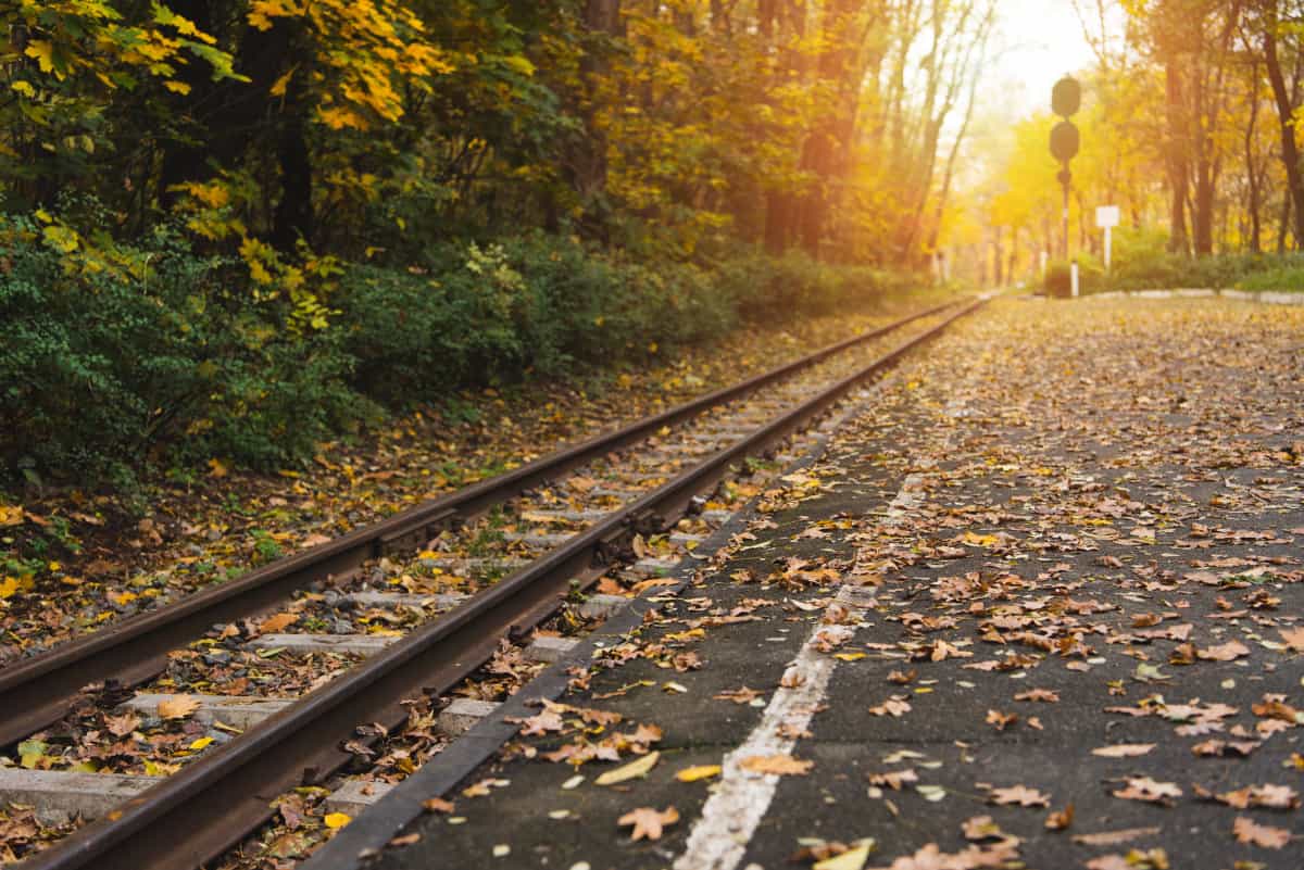 train tracks with fall leaves all around