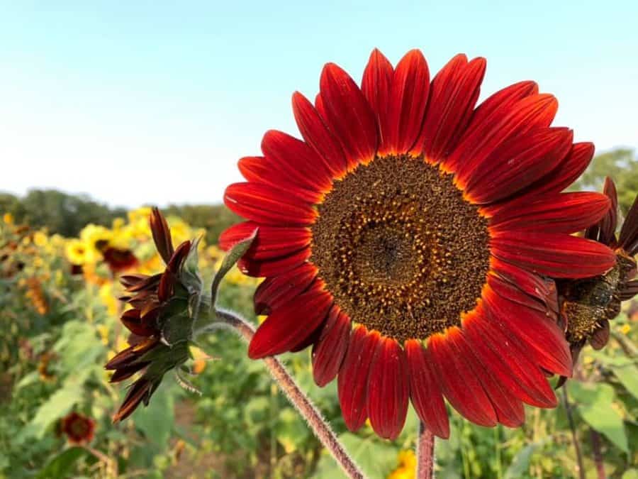 a red sunflower in a field at McGlasson Farms