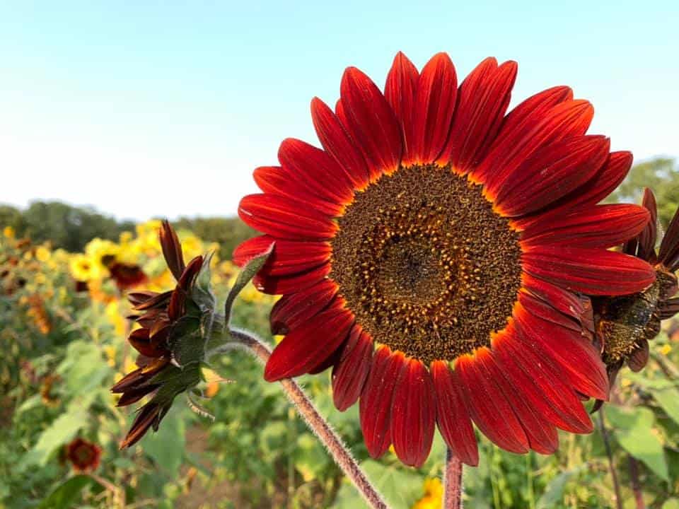 a red sunflower in a field at McGlasson Farms