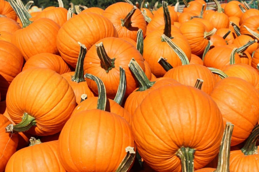 pumpkins on the farm
