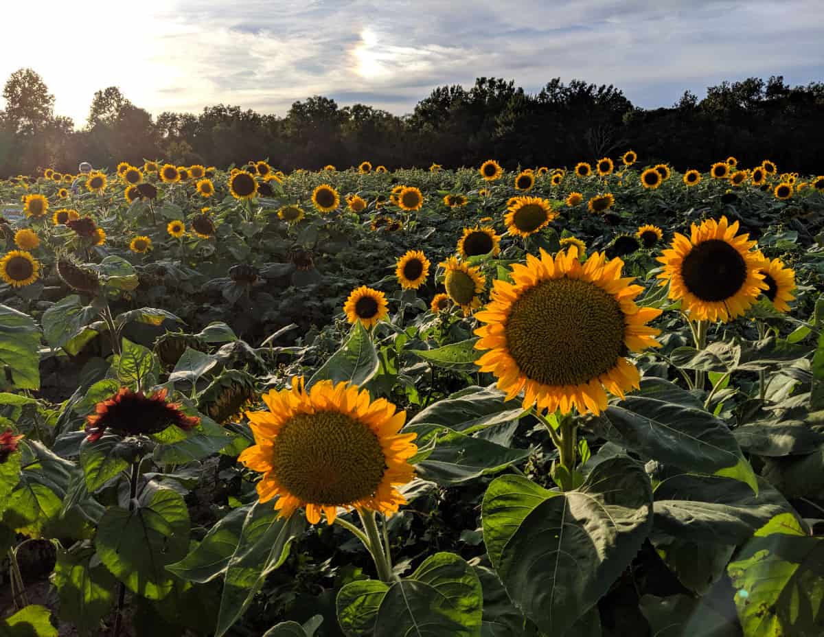 Sunflower fields at Blooms and Berries