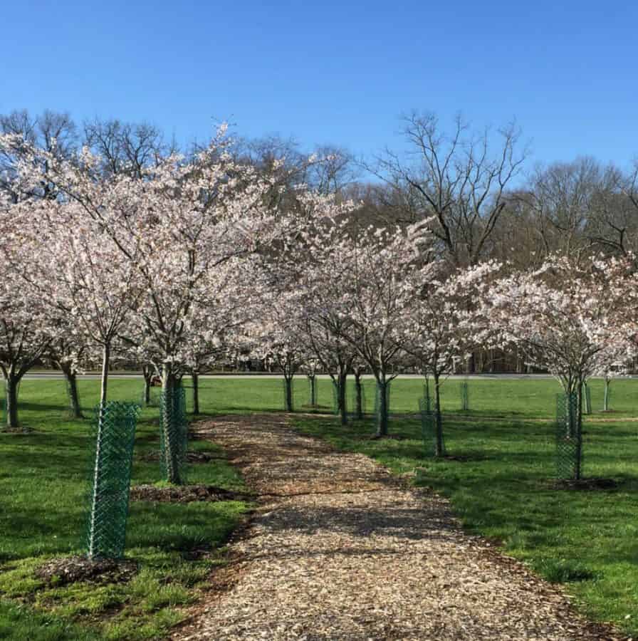 cherry trees in bloom