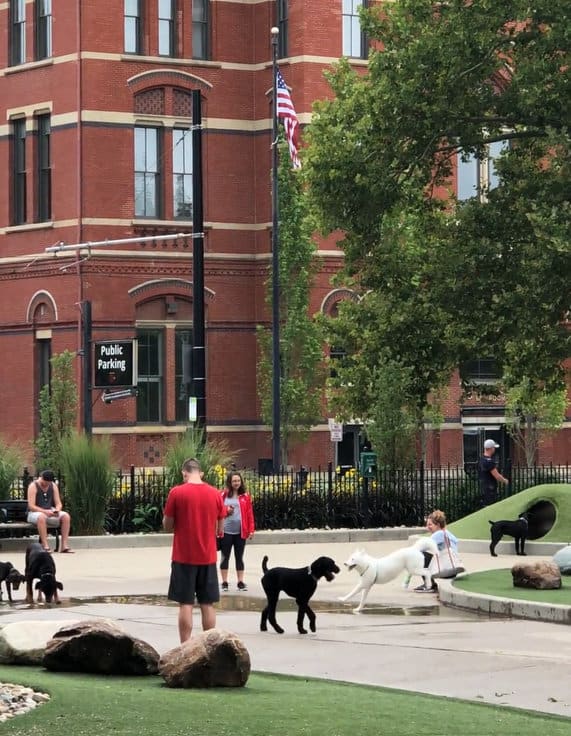 are dogs allowed at the cincinnati campus