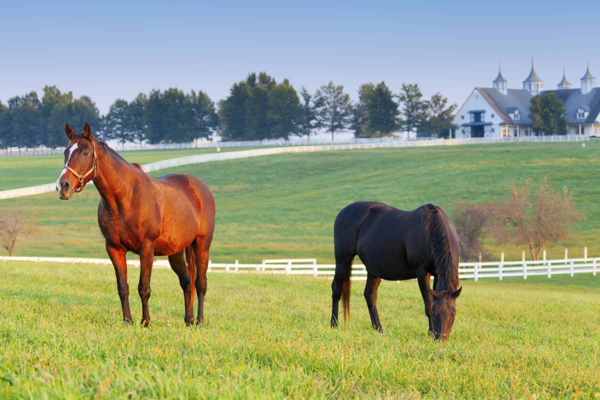 horses on a farm in Lexington, Kentucky
