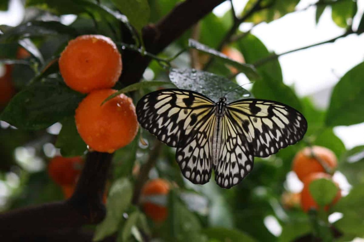 The Butterfly Show at the Krohn Conservatory