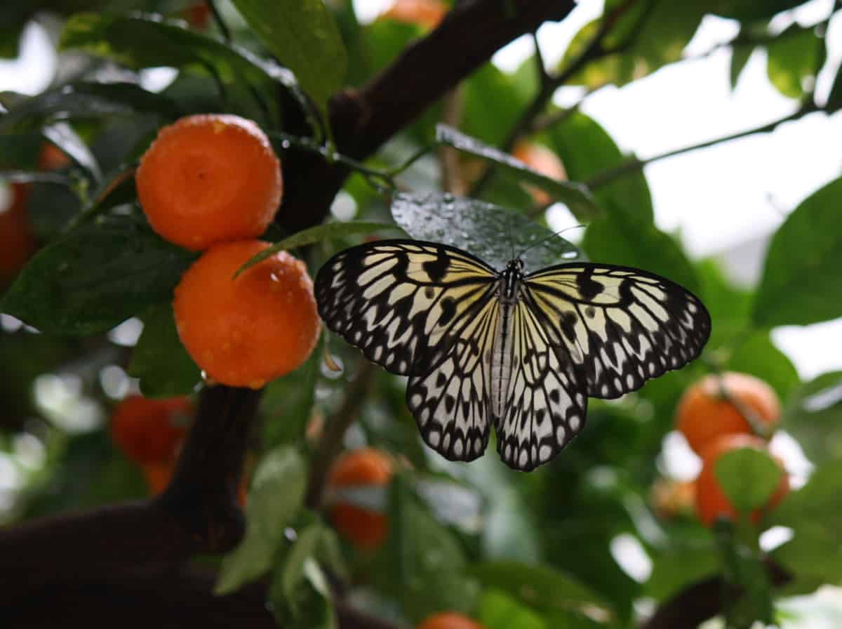 butterfly on orange tree