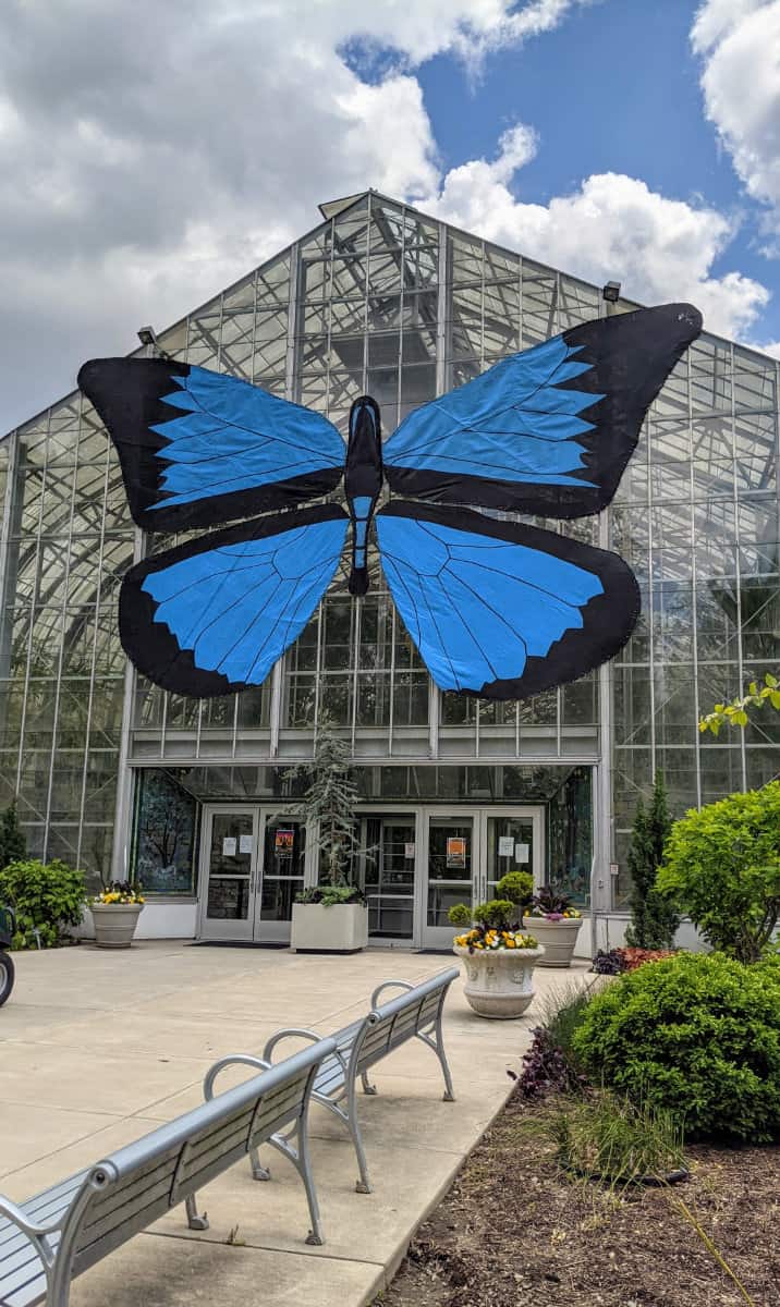 The Butterfly Show at the Krohn Conservatory is Back for 2021