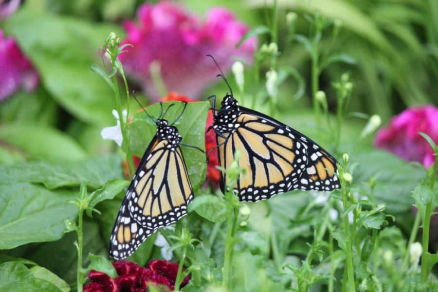 The Butterfly Show at the Krohn Conservatory