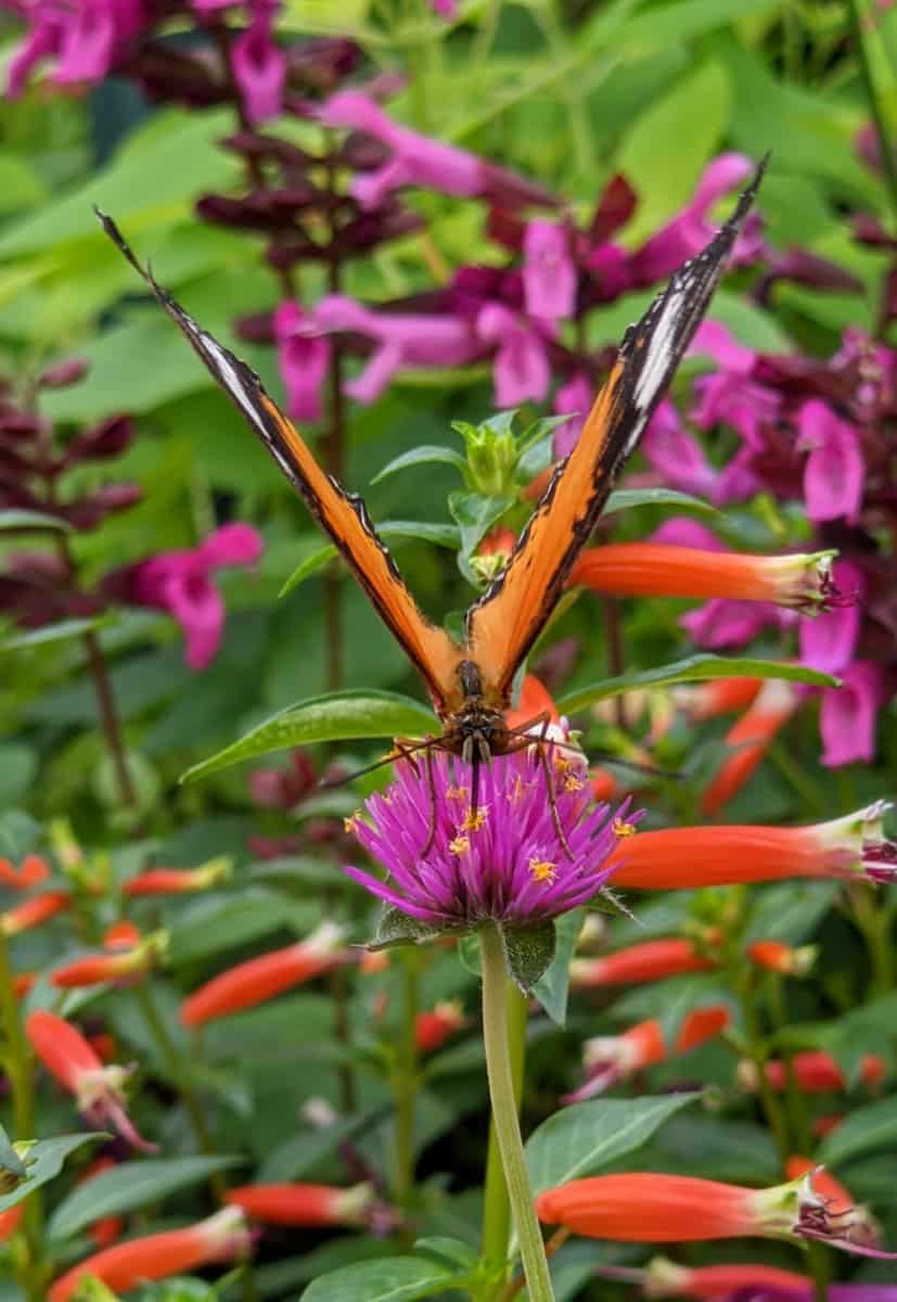 Orange butterfly on a pink flower at The Krohn Conservatory