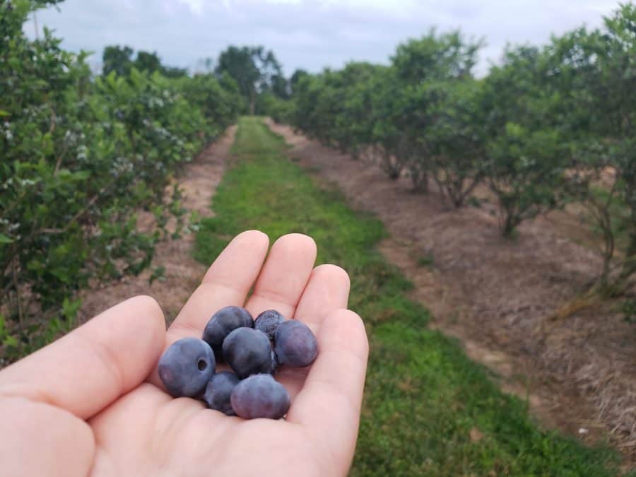 picking blueberries in the field at Berryhill Farm

