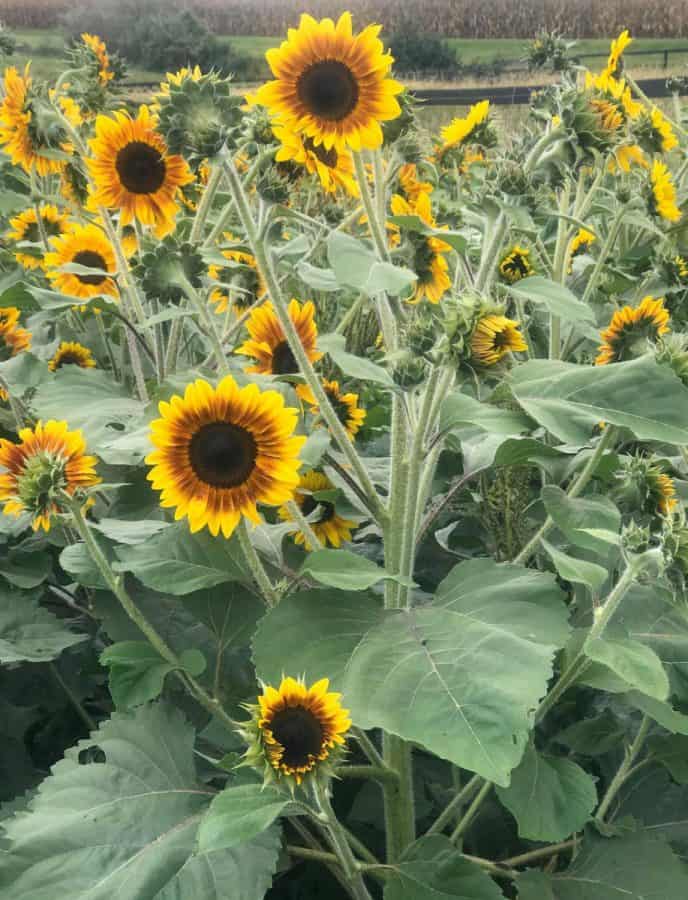 sunflowers growing on long stalks in a field at Schappacher Farms