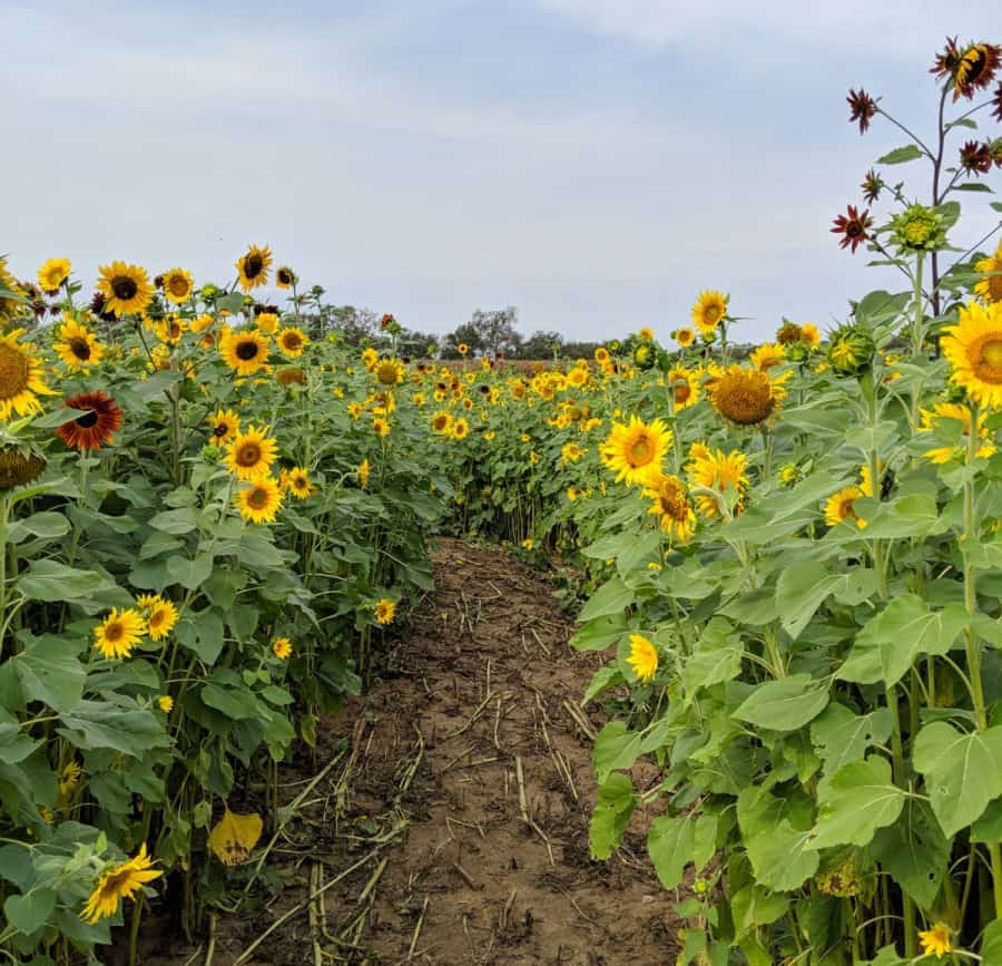 Sunflowers in a field at Burwinkel Farms