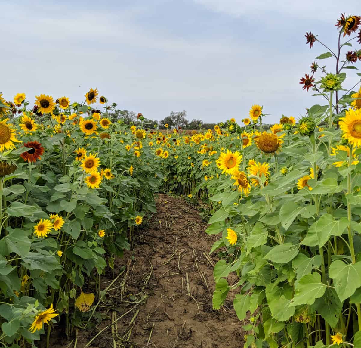 9 of the Best Sunflower Fields Near Cincinnati · 365 CINCINNATI