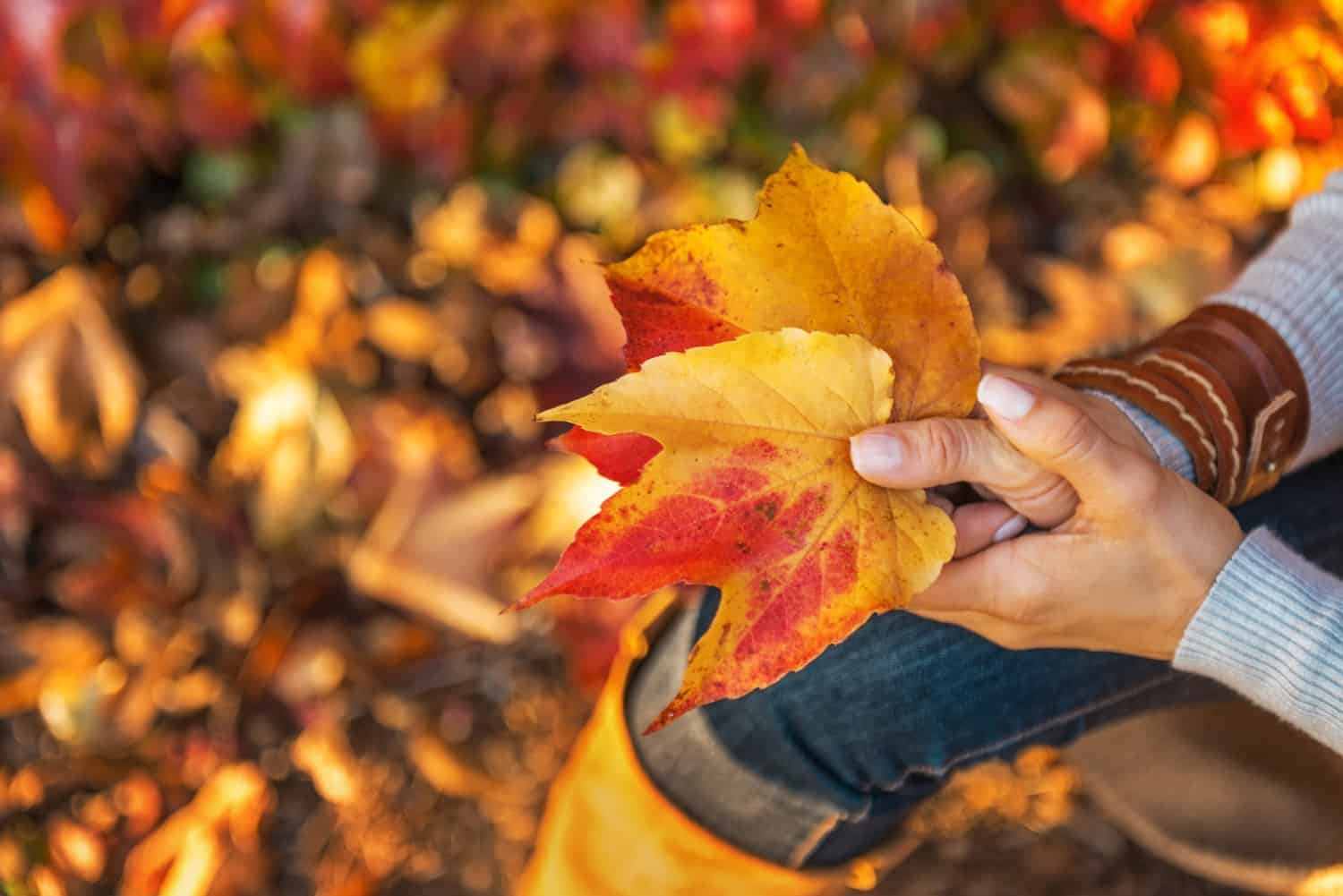 woman holding fall leaves in her hands