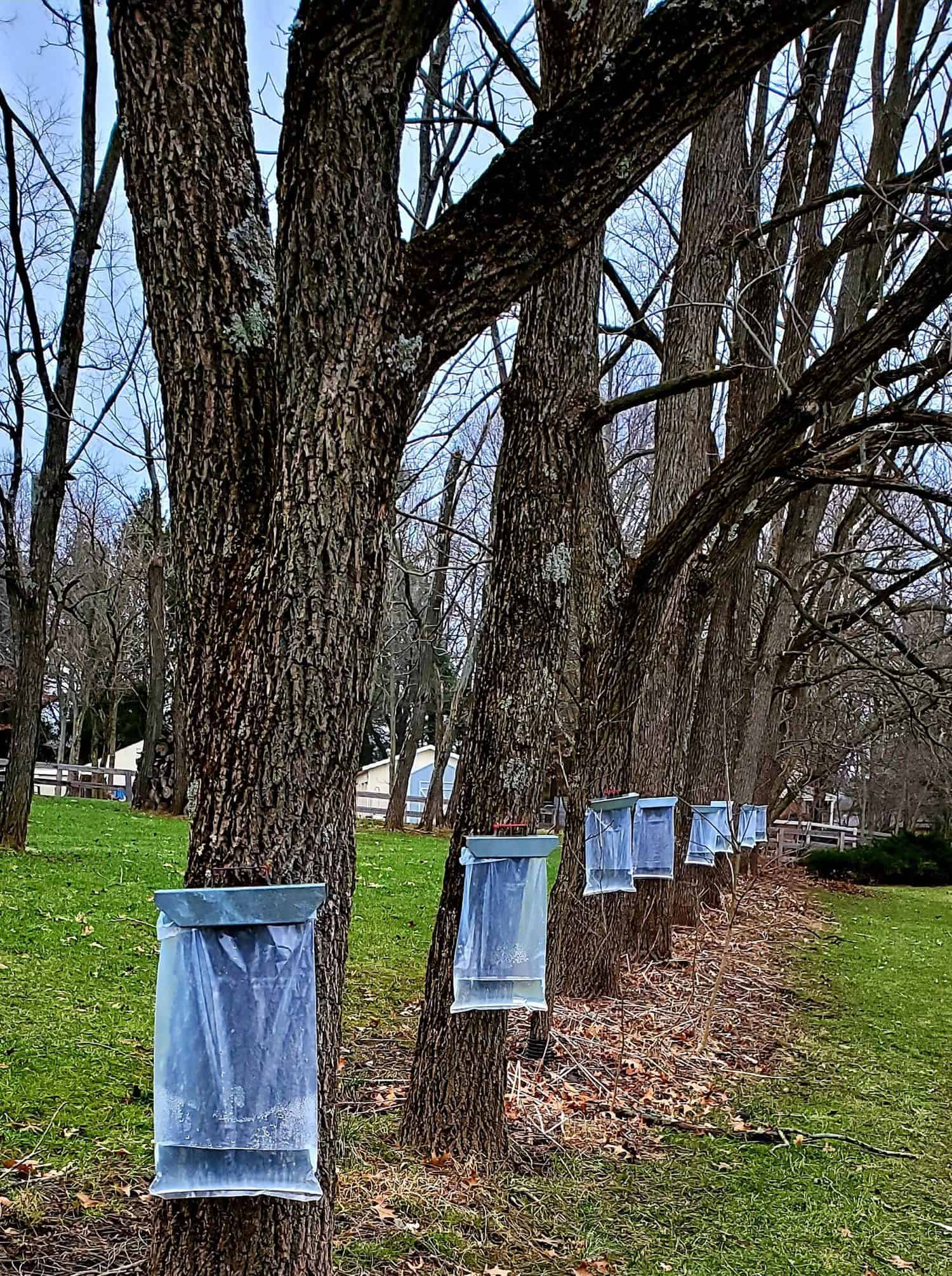 syrup tapping on Walnut trees in an Ohio grove