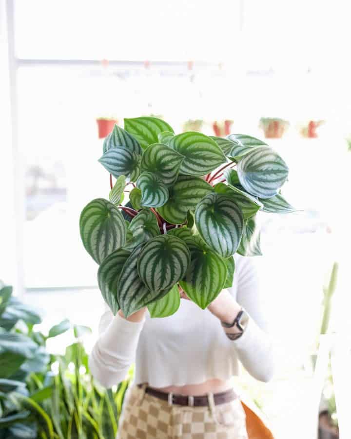 woman holding a larged striped green plant
