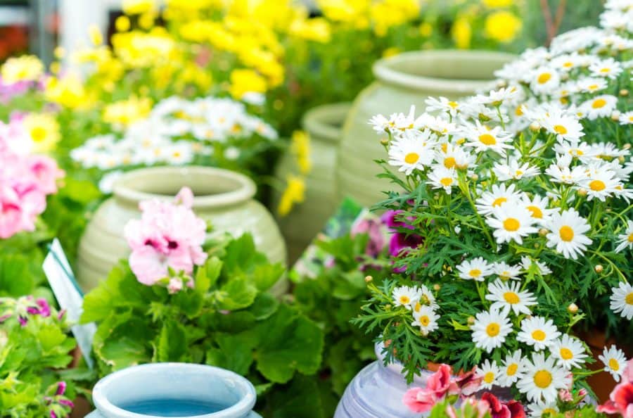Daisies and other flowers with pots in a greenhouse
