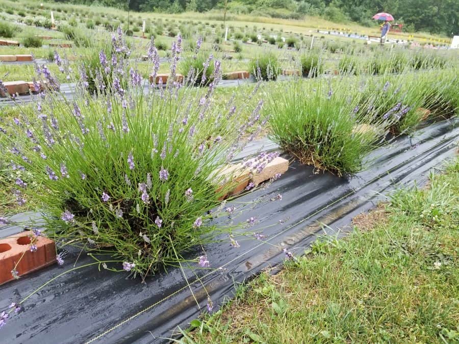 lavender growing in a field at Lavender Trails in Ohio