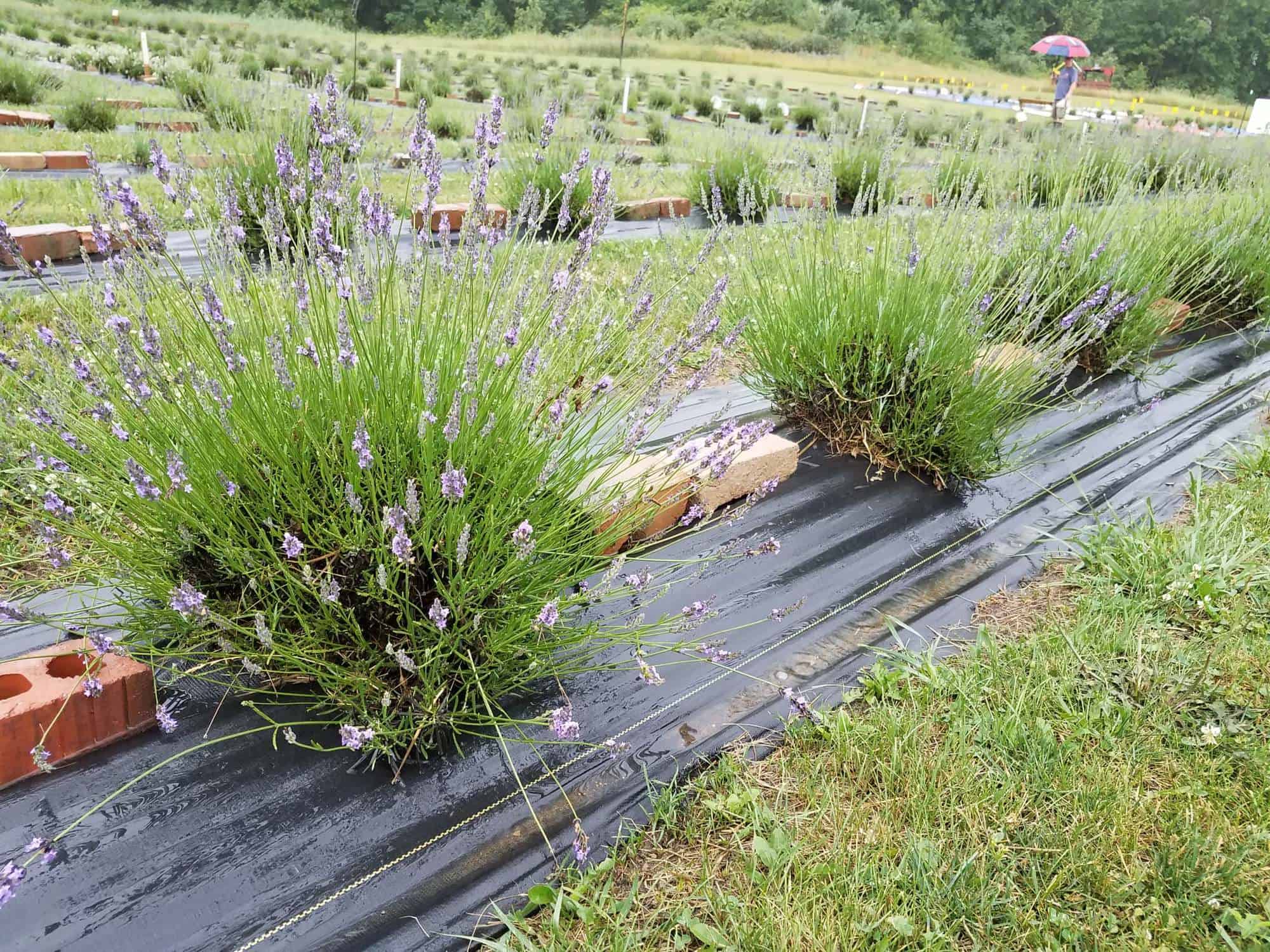 7 Lavender Farms and Fields in Ohio · 365 CINCINNATI