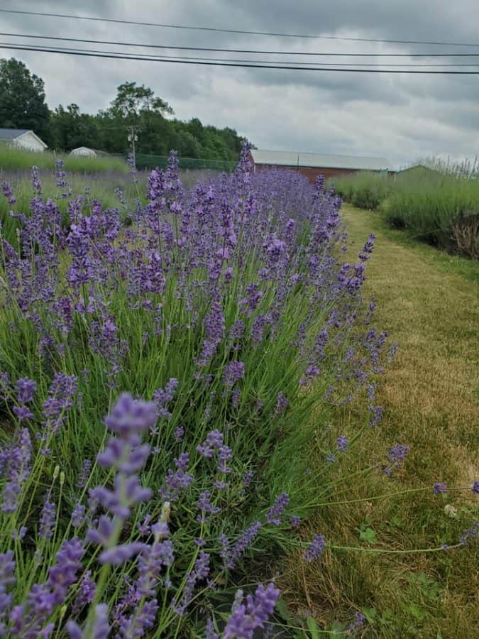 lavender fields with barns in background