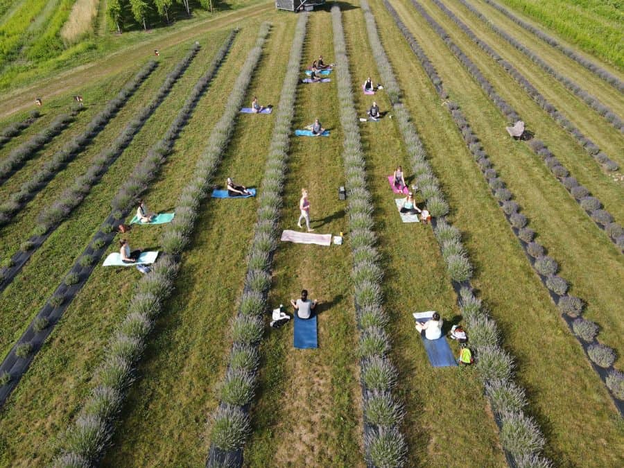 people on mats doing yoga or meditation in a lavender field