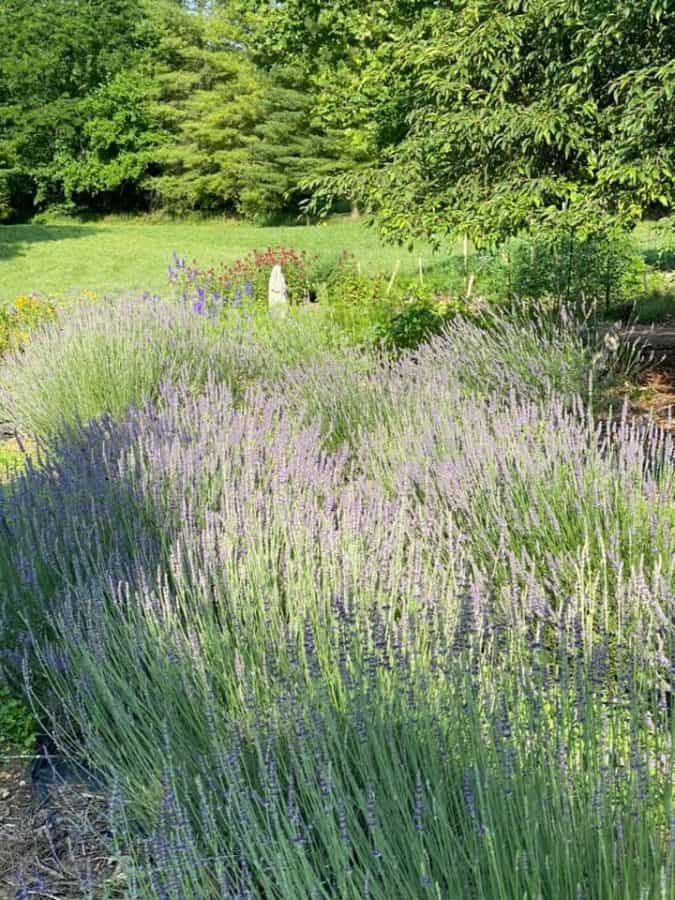 lavender blooming in a field