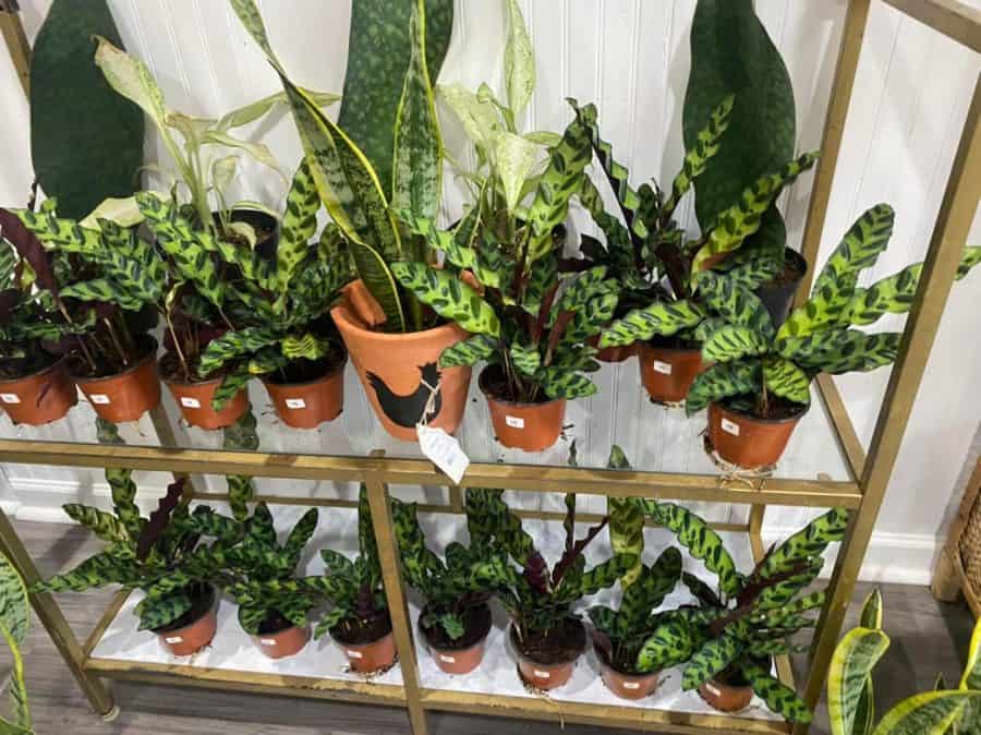 green potted plants on a shelf at Philo Cincinnati