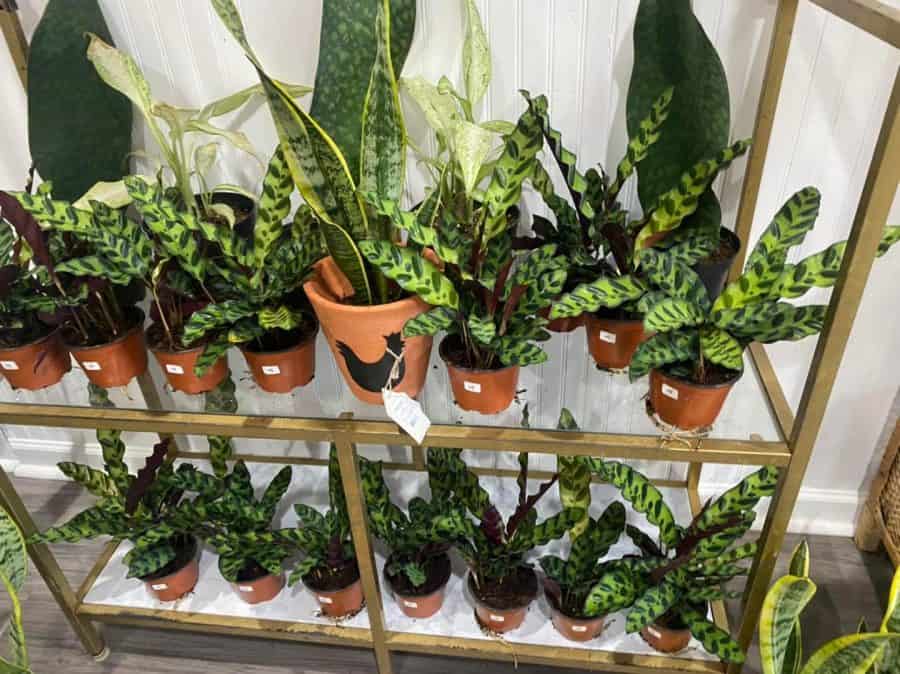 Best Plant Shops and Garden Centers in Cincinnati · 365 CINCINNATI