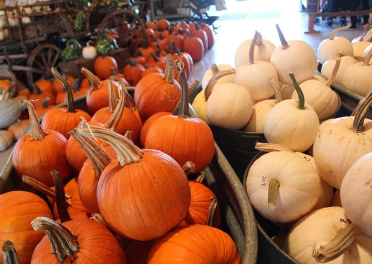 The Best Fall Festivals in Ohio · 365 CINCINNATI