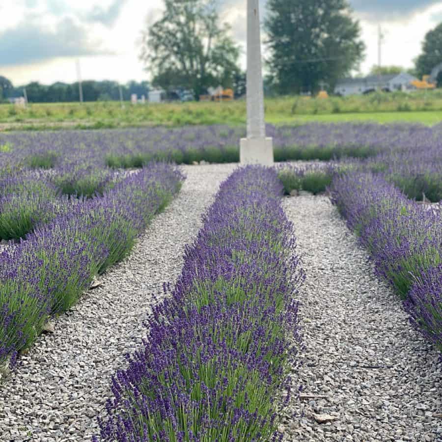 Schooner Farms lavender in rows 