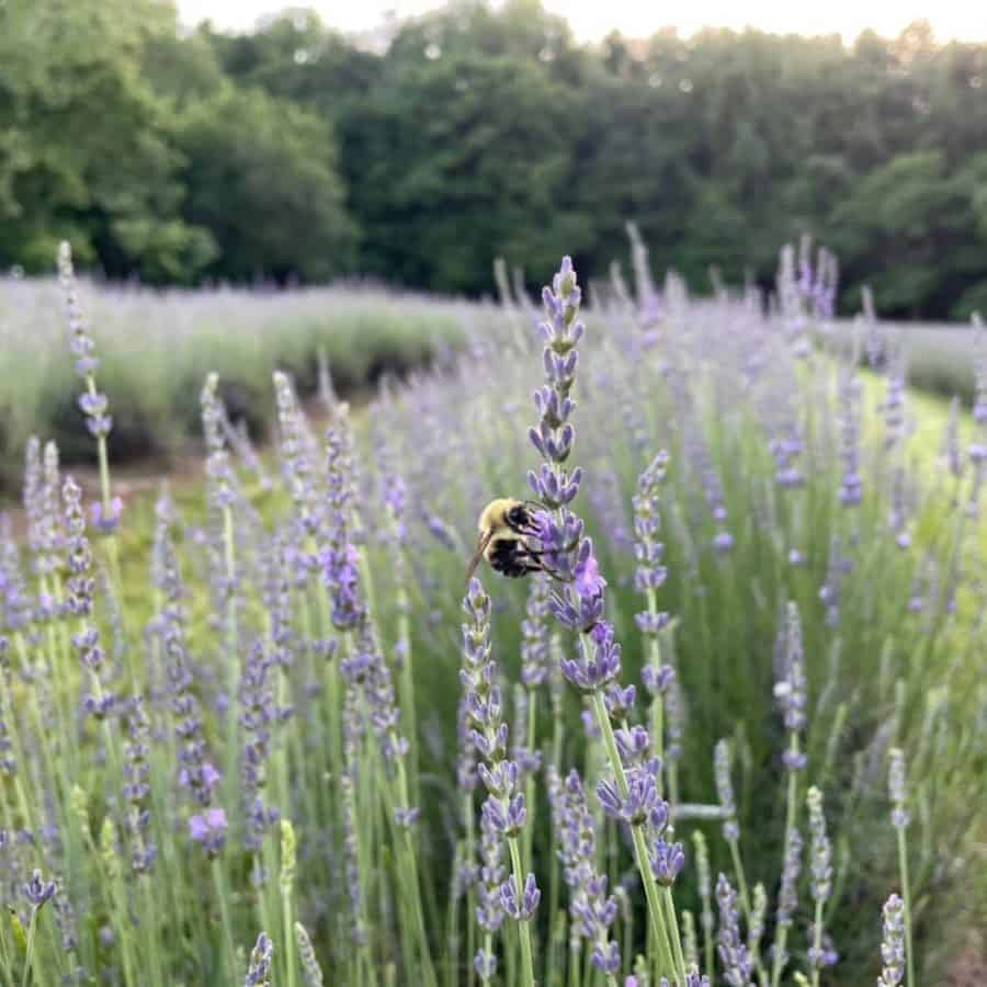 Bee on a lavender plant within the fields at Sunshine Acres