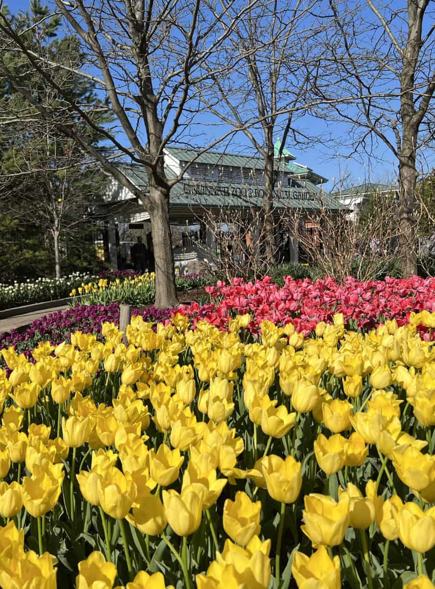 spring blooms at Cincinnati Zoo