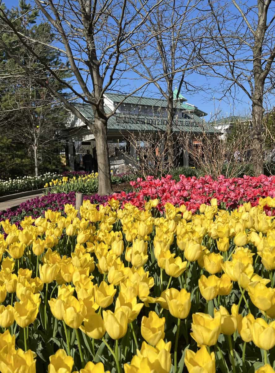 tulips in bloom for Tunes and Blooms