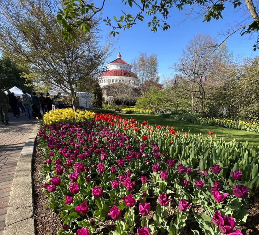 tulips in bloom and the reptile house at the Cincinnati Zoo