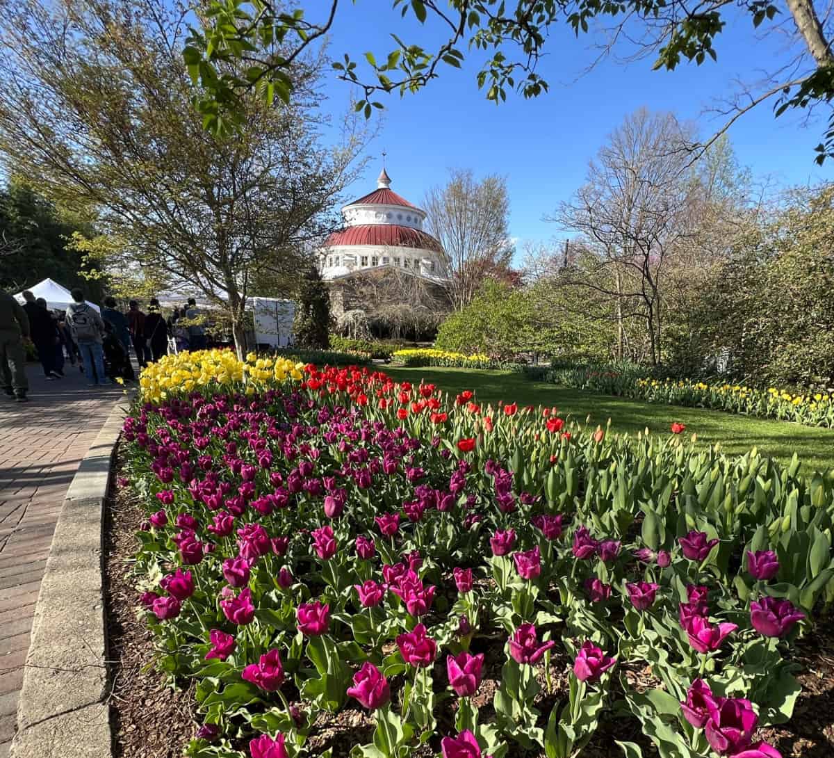 Tunes and Blooms at the Cincinnati Zoo means tulips in bloom! In the back you'll see the reptile house.