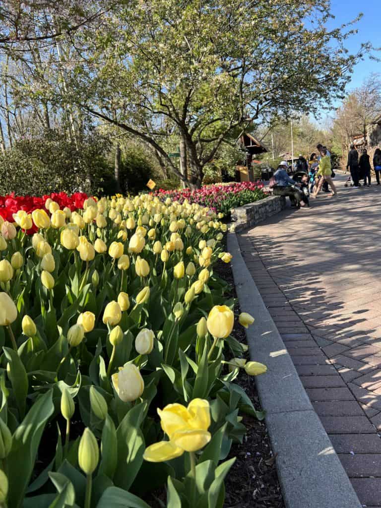Tunes and Blooms at the Cincinnati Zoo (with our tips!)