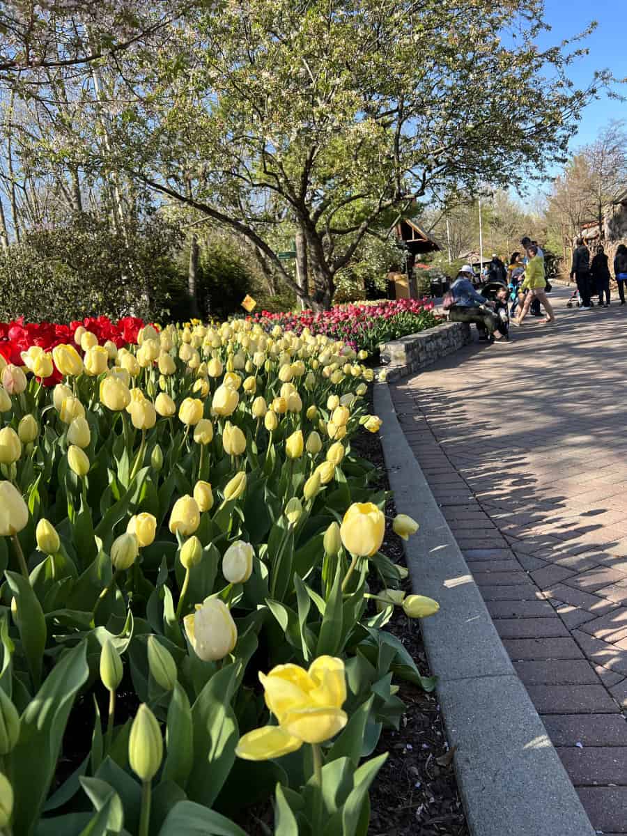 yellow tulips in bloom along the walk at the Cincinnati Zoo
