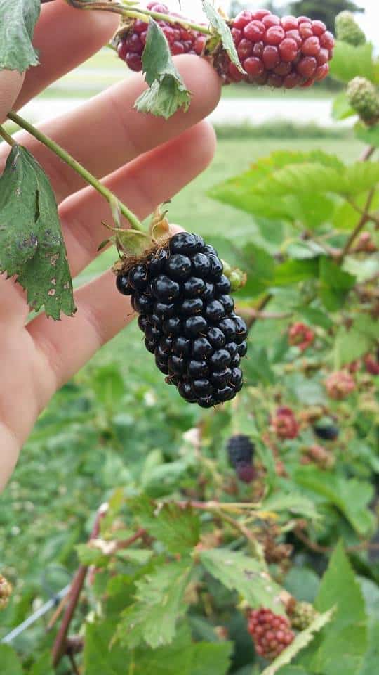 Ripe blackberry on the plant at a U-Pick berries farm