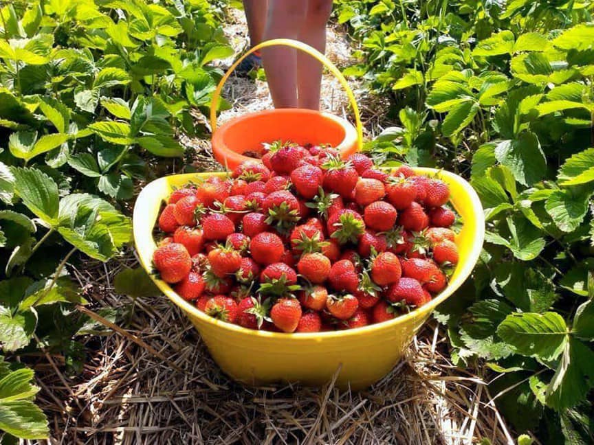 baskets of strawberries at a U Pick farm near Cincinnati, Ohio