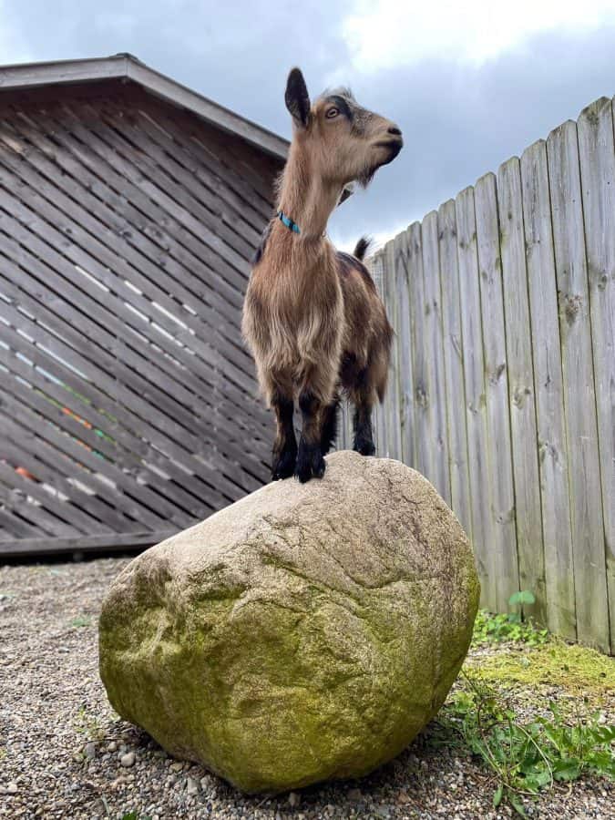 A brown goat standing on a rock at Niederman Family Farm