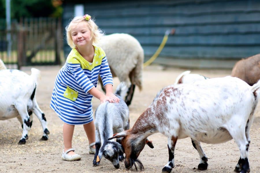 Girl playing with animals at a family farm