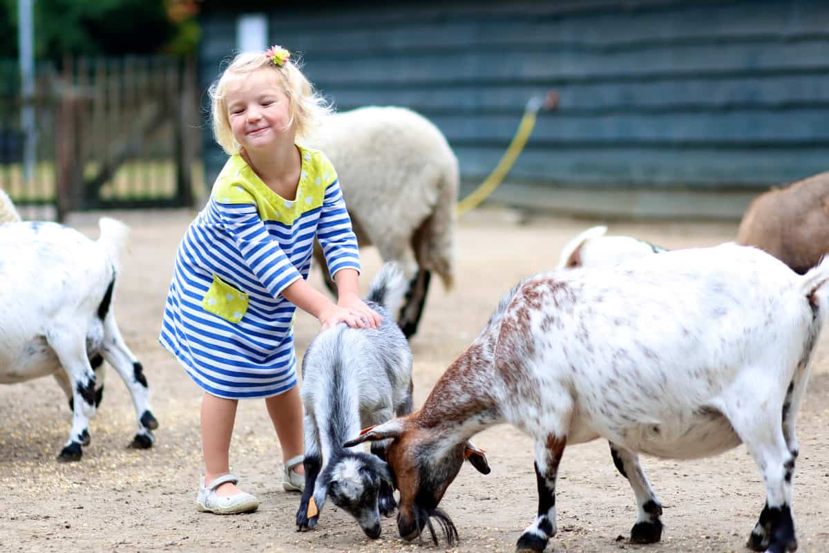 Little girl playing on a farm with goats