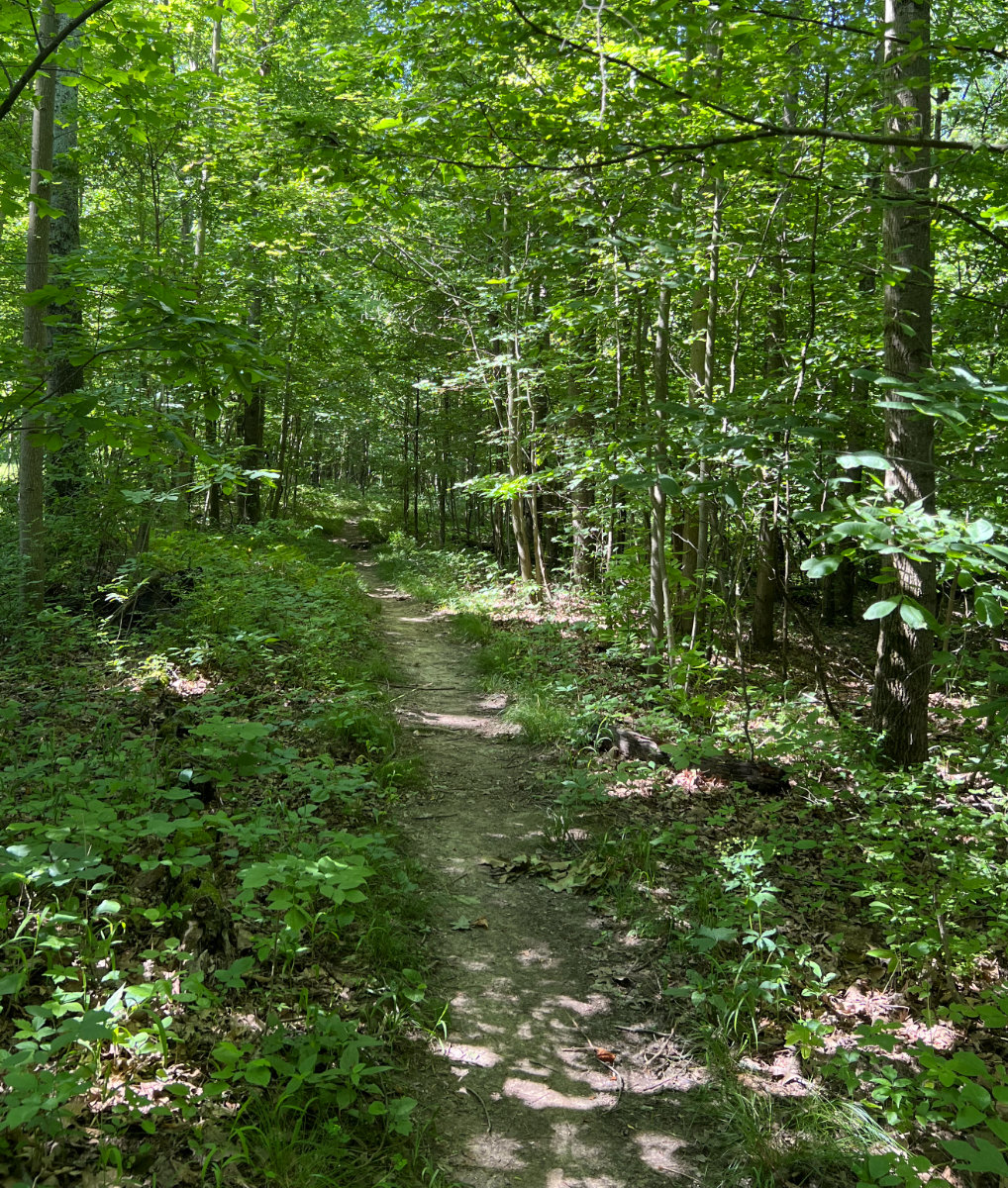 path through a forested area