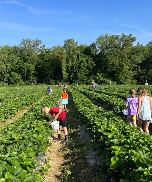 The Best Places for Berry Picking Near Cincinnati