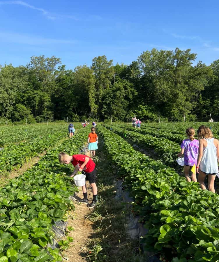 Children and adults picking berries in the fields at Blooms and Berries Farm